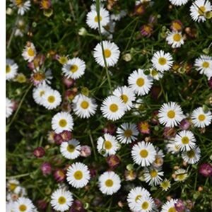 Meet your Posher, Posh Cherry!